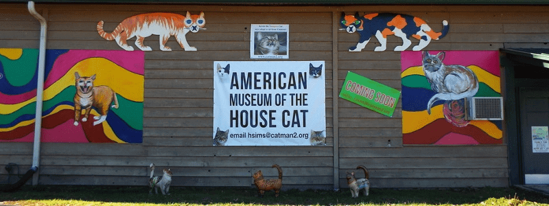 Il museo Americano del Gatto Domestico