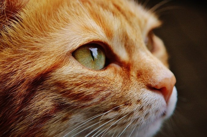 Gatto arancione