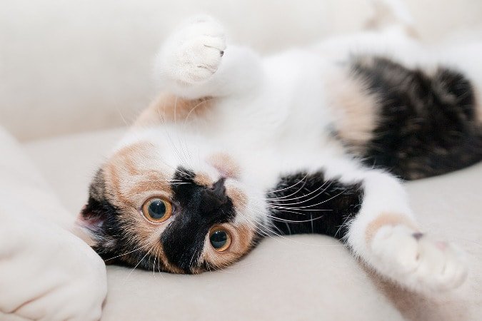 Gatto bianco