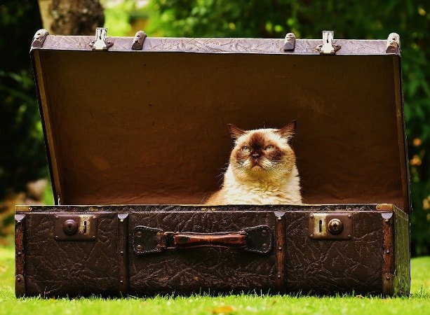 Valigia con gatto