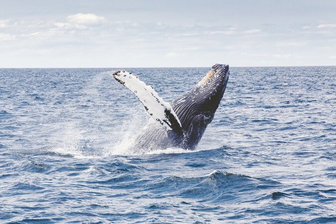 Balena