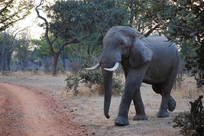 Elefante Africano