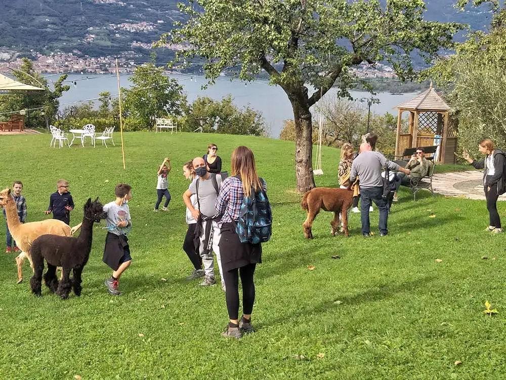 Passeggiata con alpaca pisogne 1