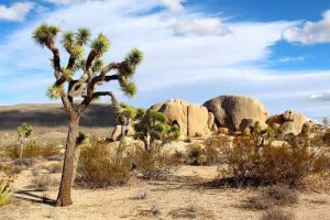 Tour dei parchi della California , visita in sei giorni