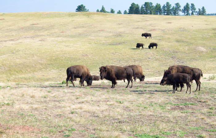 Custer State Park