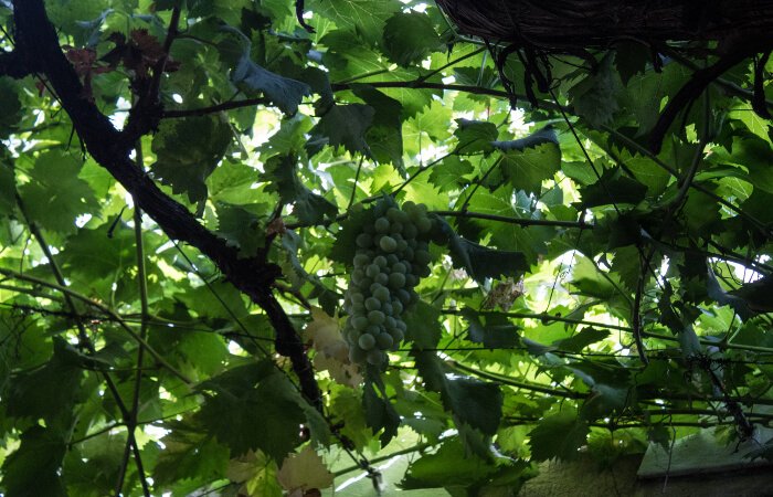 Vigna di Sherry