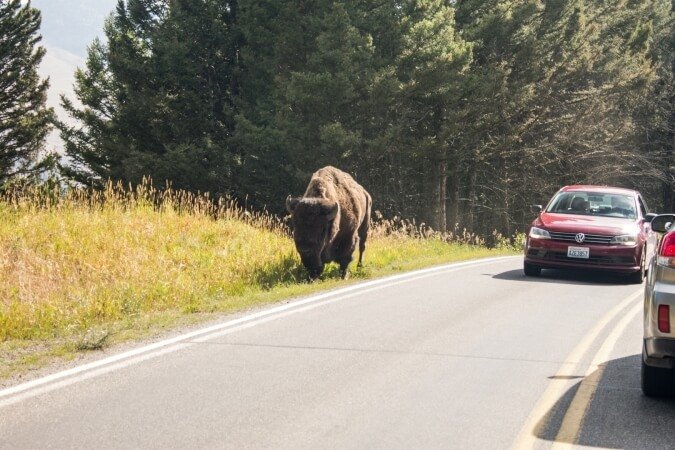 Bisonte a Yellowstone
