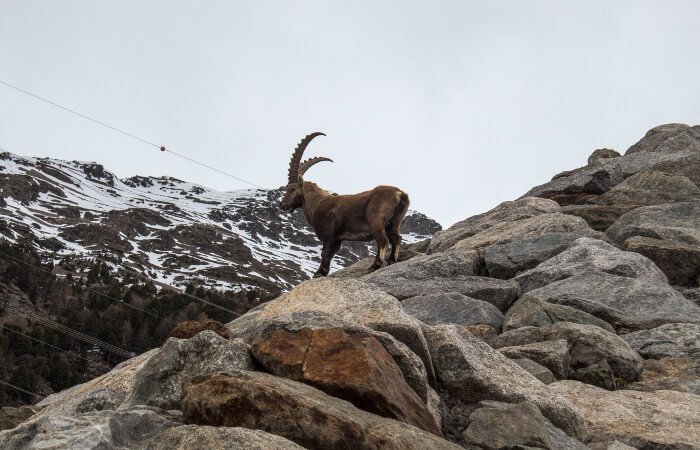 Pontresina
