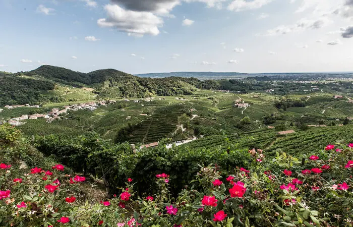 Prosecco wine tour