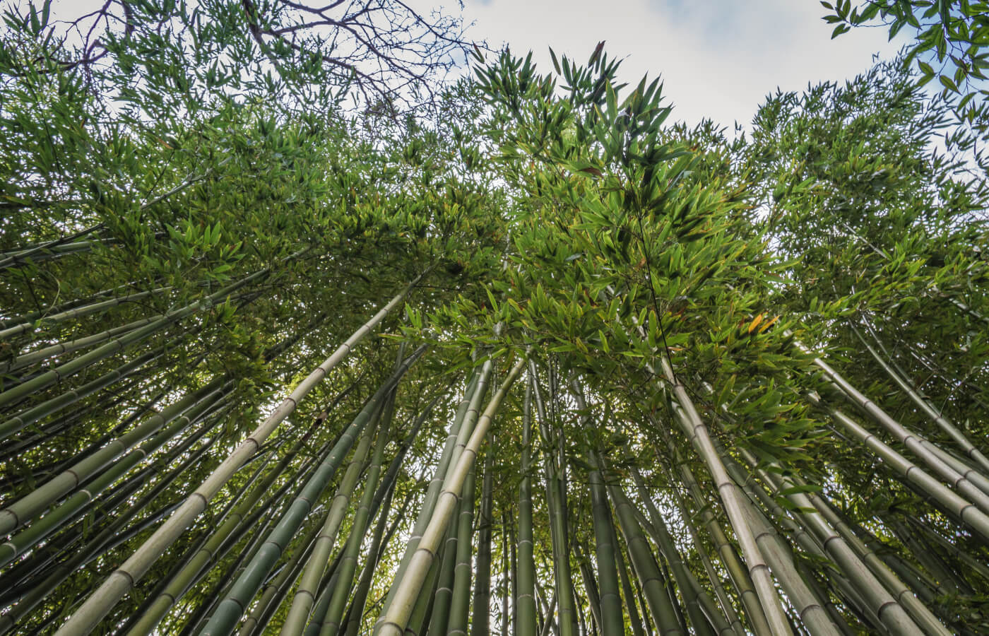 Mentone giardino botanico