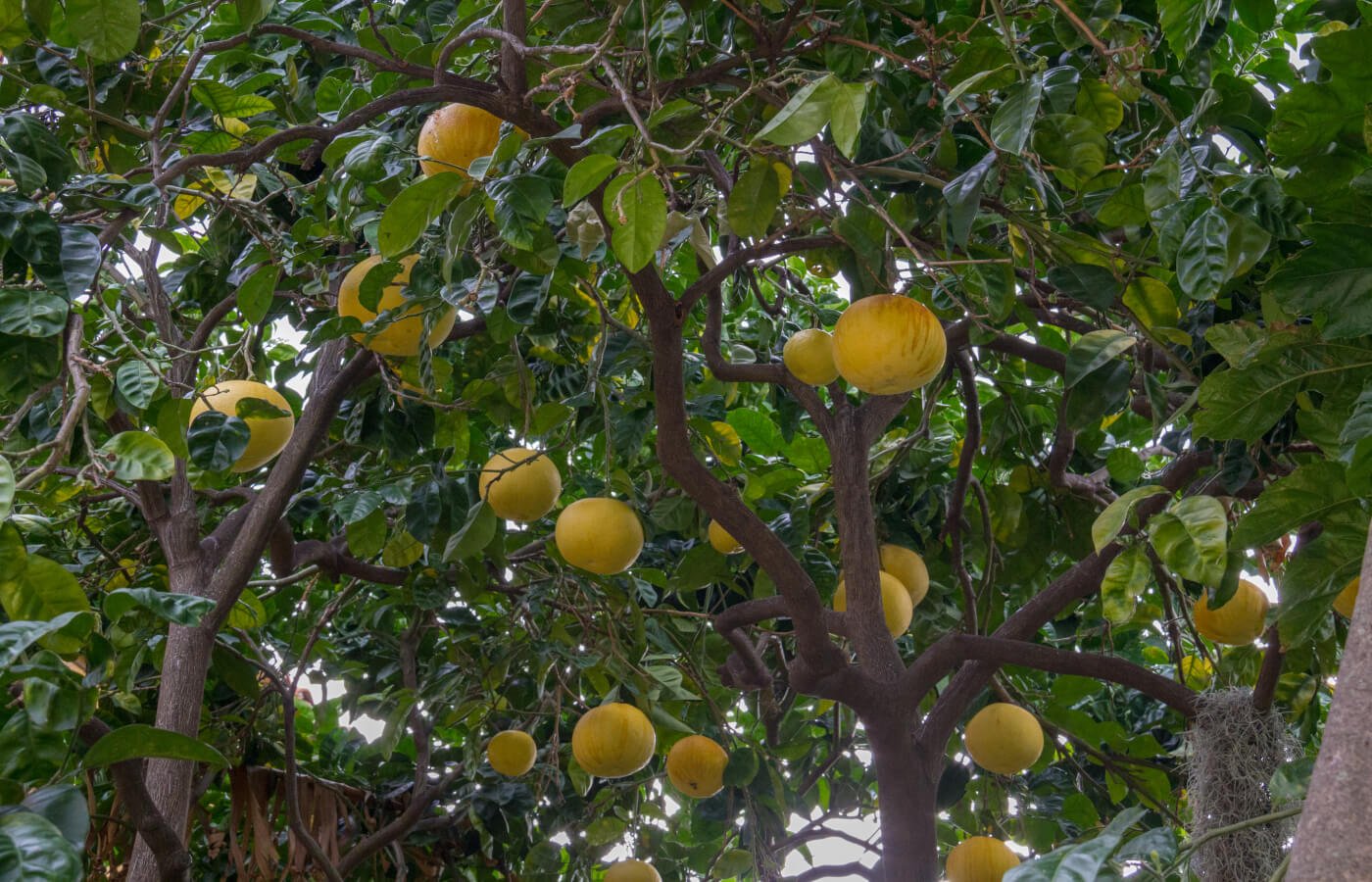 Mentone limoni