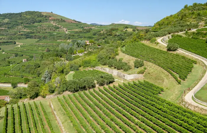 Le colline del vino di Soave
