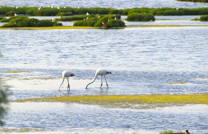 Laguna di Cavallino Treporti