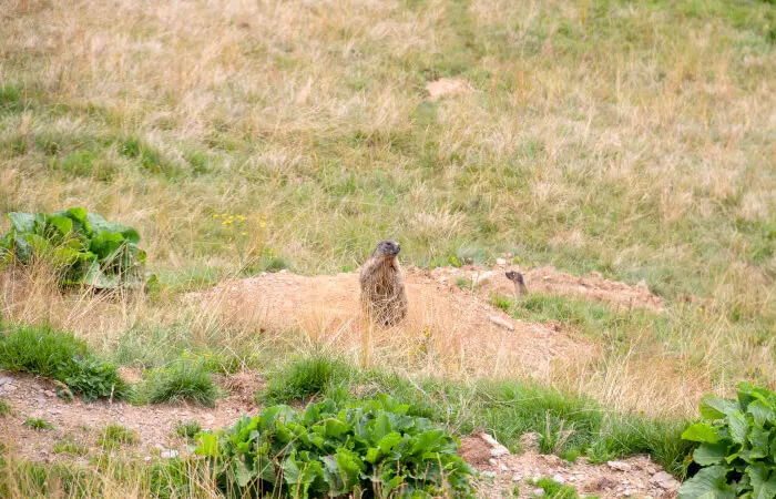 Marmotta sulla strada per il rifugio San Marco