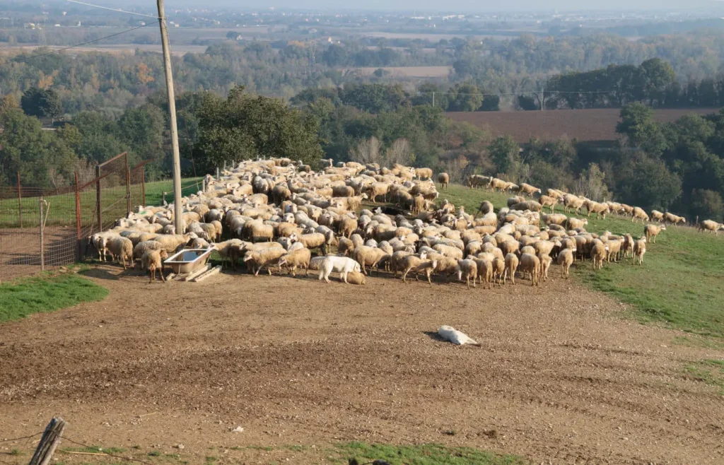 Pecore a Azienda Agricola Deidda