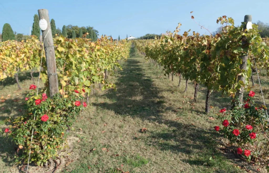 Viti di Azienda Agricola Guerrieri