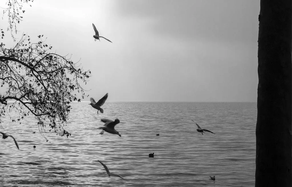 Uccelli in volo sul lago di Lugano