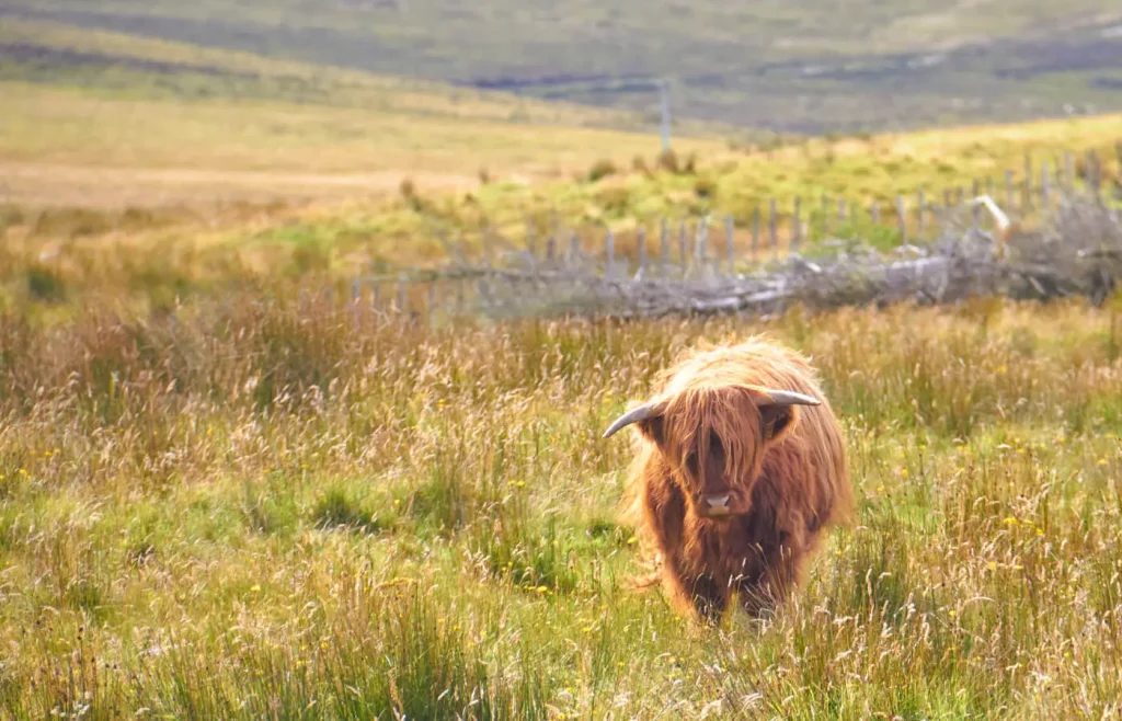 Mucca Pelosa delle Highlands