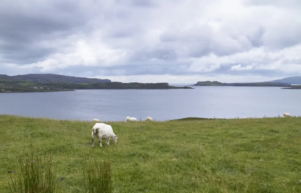 Capre sull'isola di Skye, Scozia