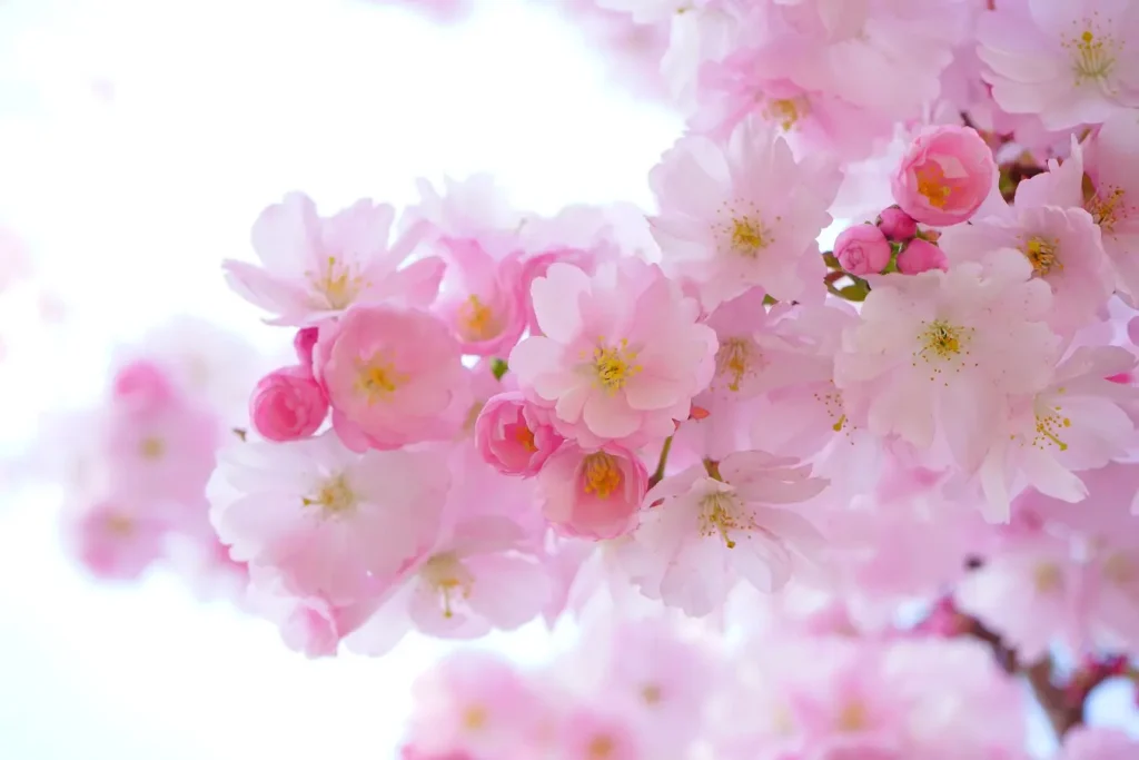 Sakura