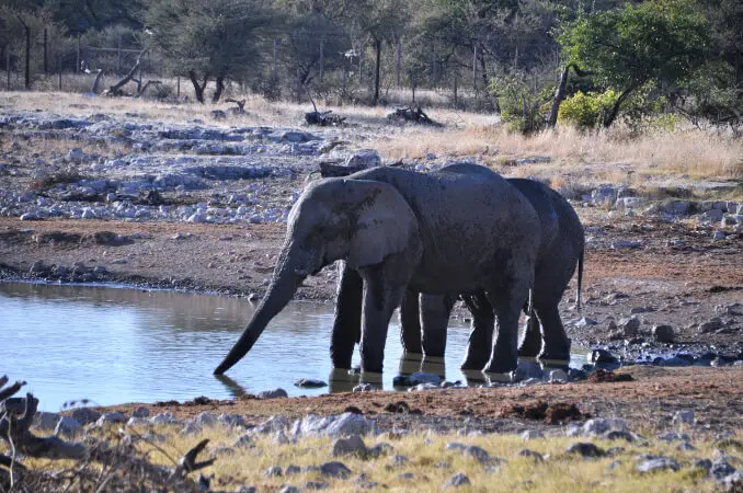 Elefanti di Etosha