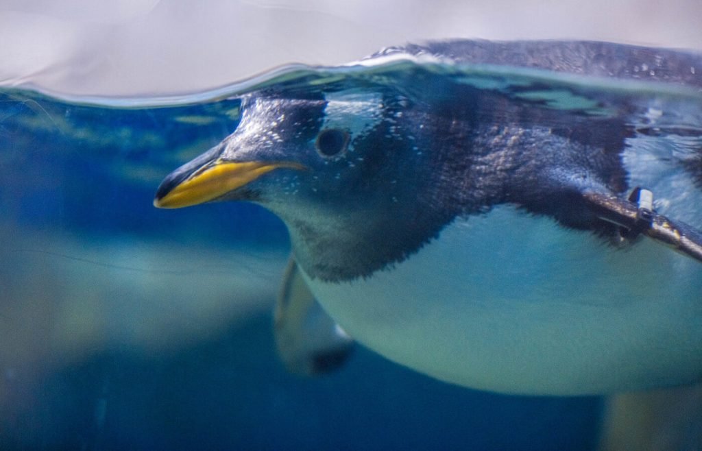 Tennessee Aquarium