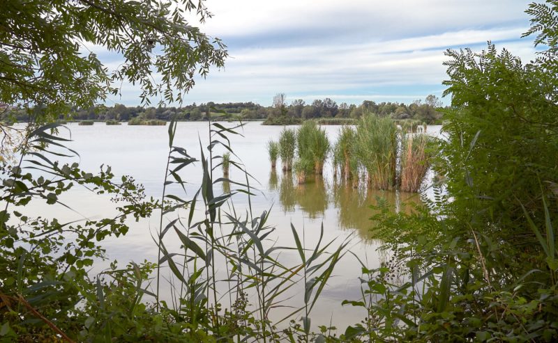 La Riserva naturale Torbiere del Sebino, in provincia di Brescia