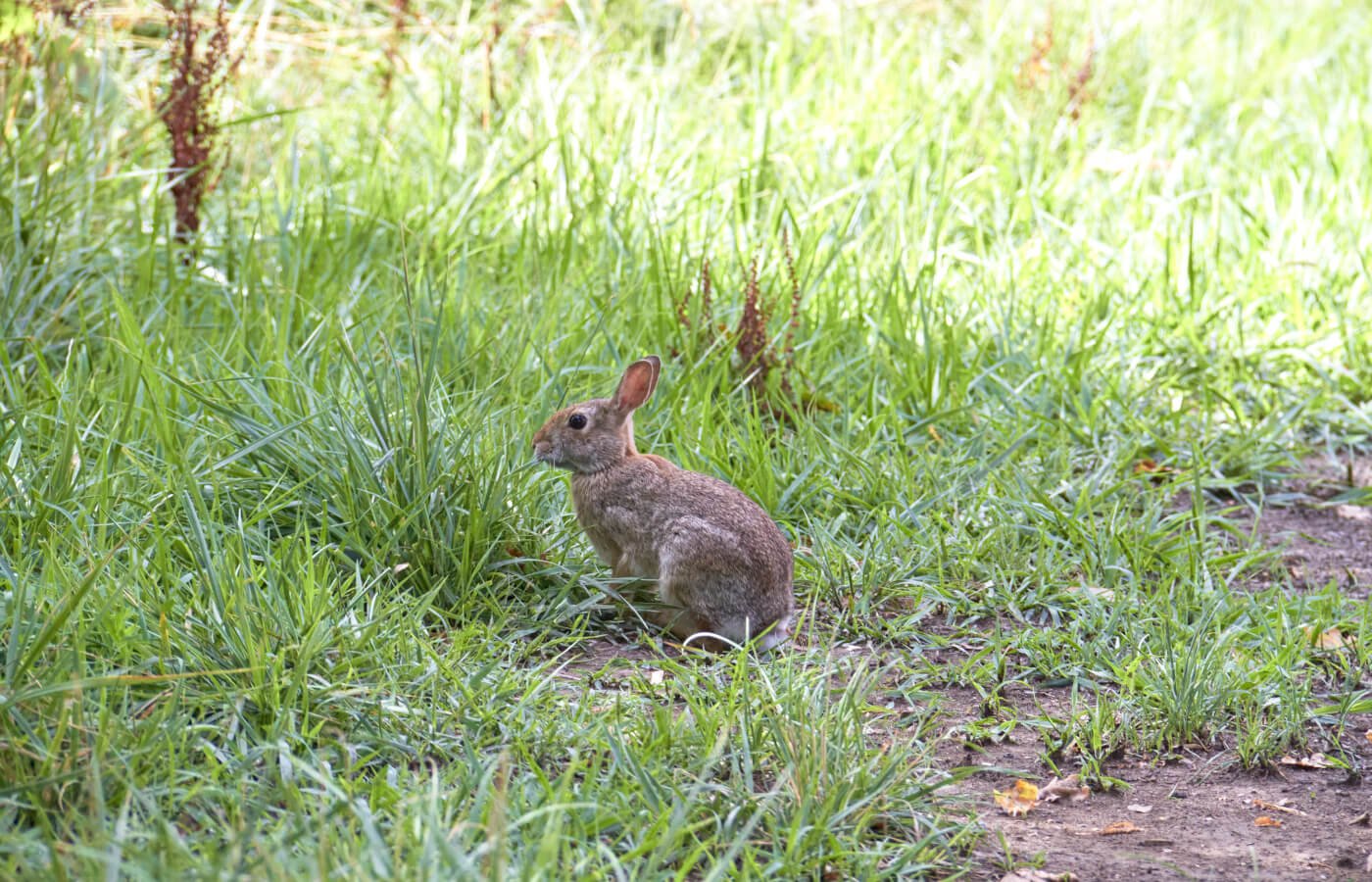 torbiere del sebino fauna