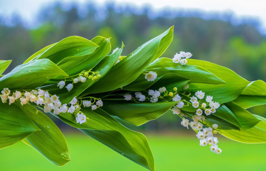 Mughetto di Primavera a Maggio
