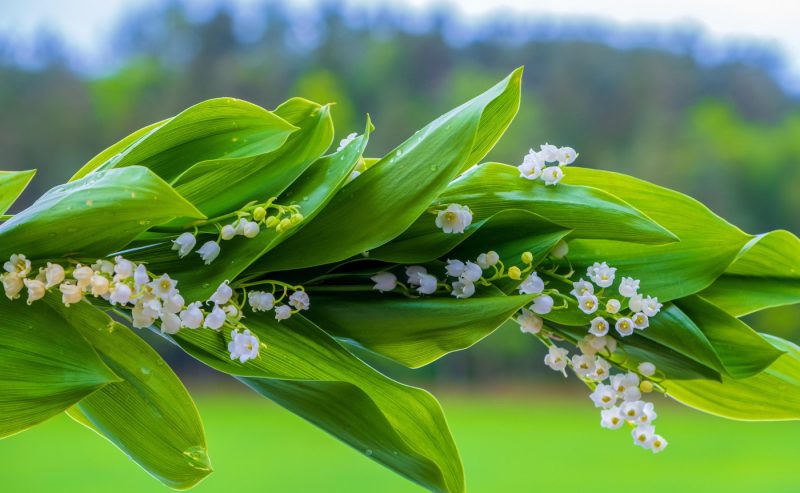 I Principali 10 eventi di Maggio 2025