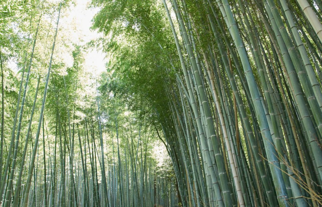 Foresta bamboo arashiyama