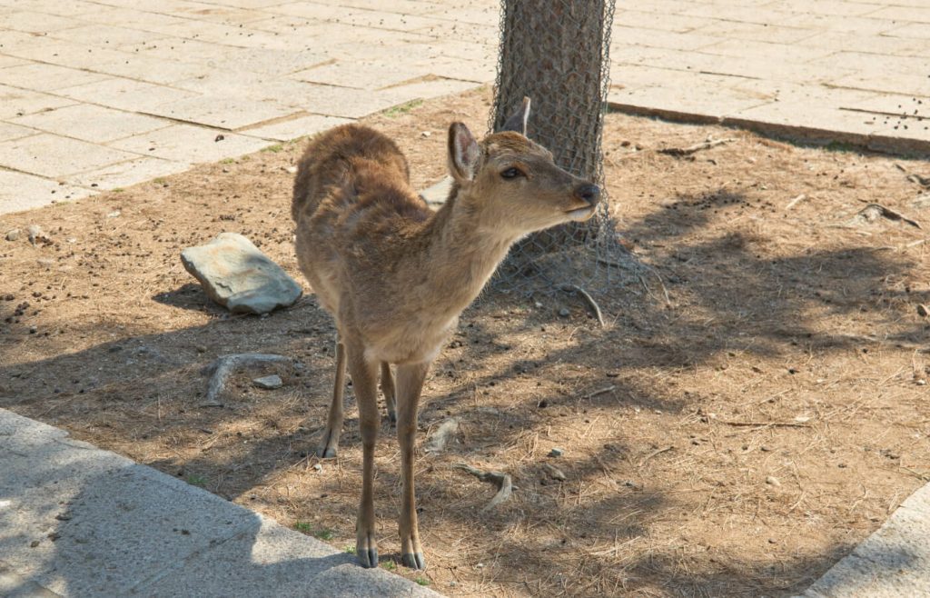 Cervo Nara