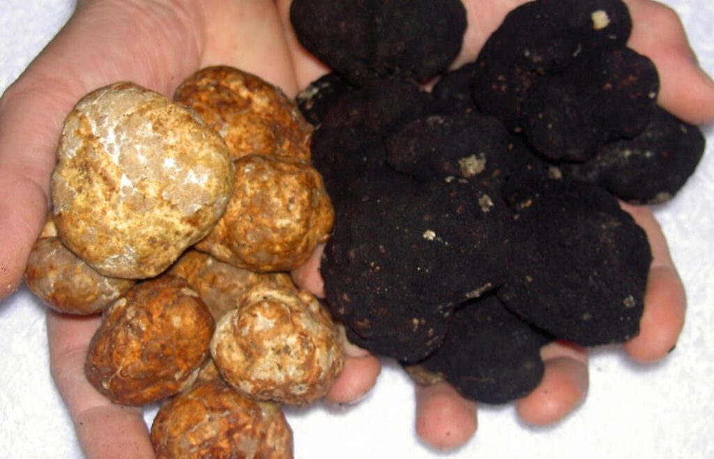 Tartufo bianco e nero tipici del Molise