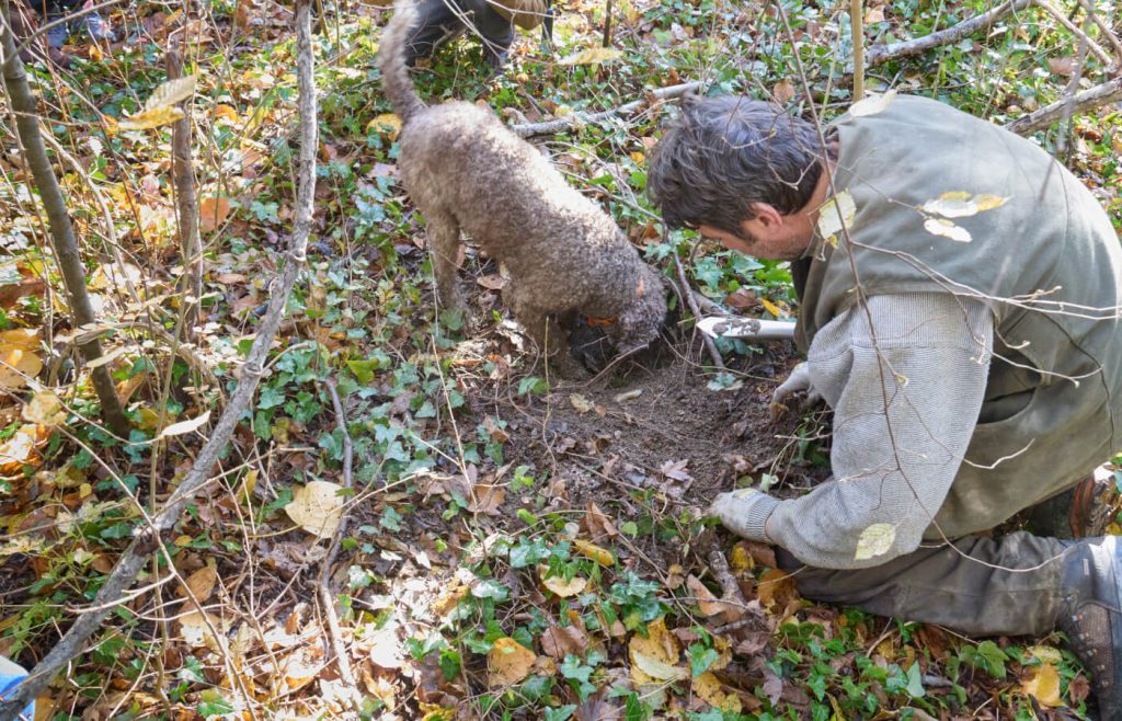 Alla ricerca di Tartufo Bianco a Venarotta