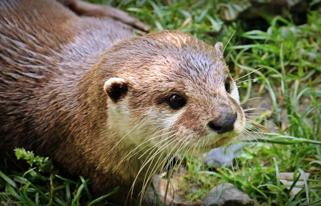 Lontra