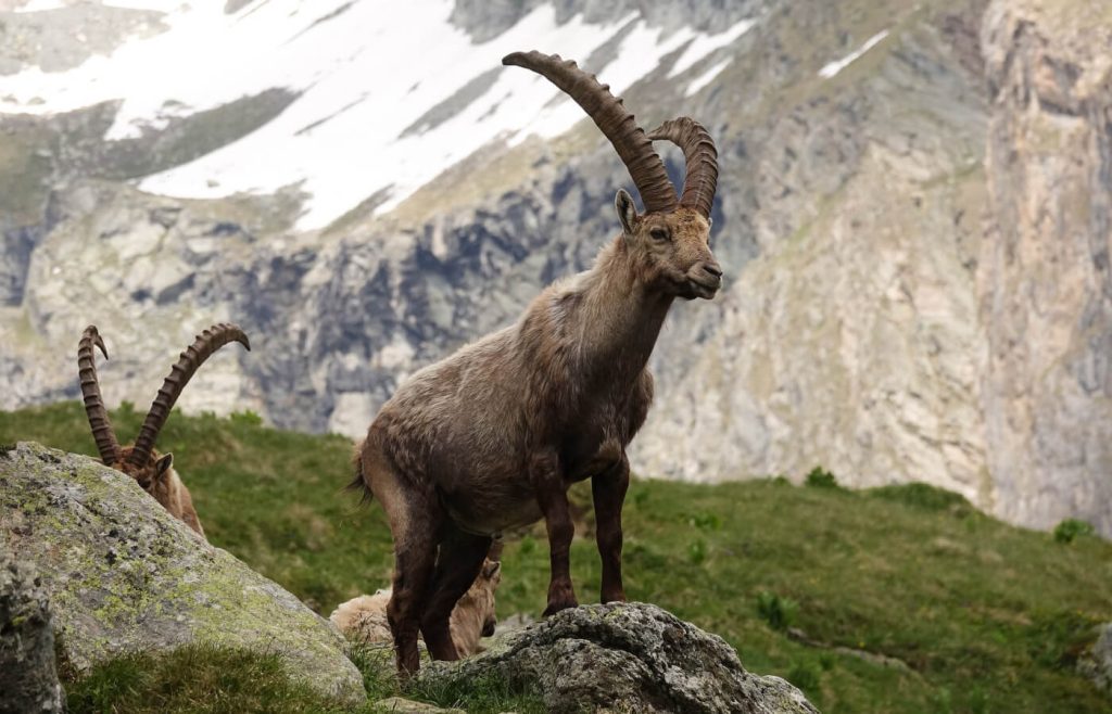 Stambecco delle Alpi