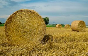 I Principali 10 Eventi di Agosto 2026